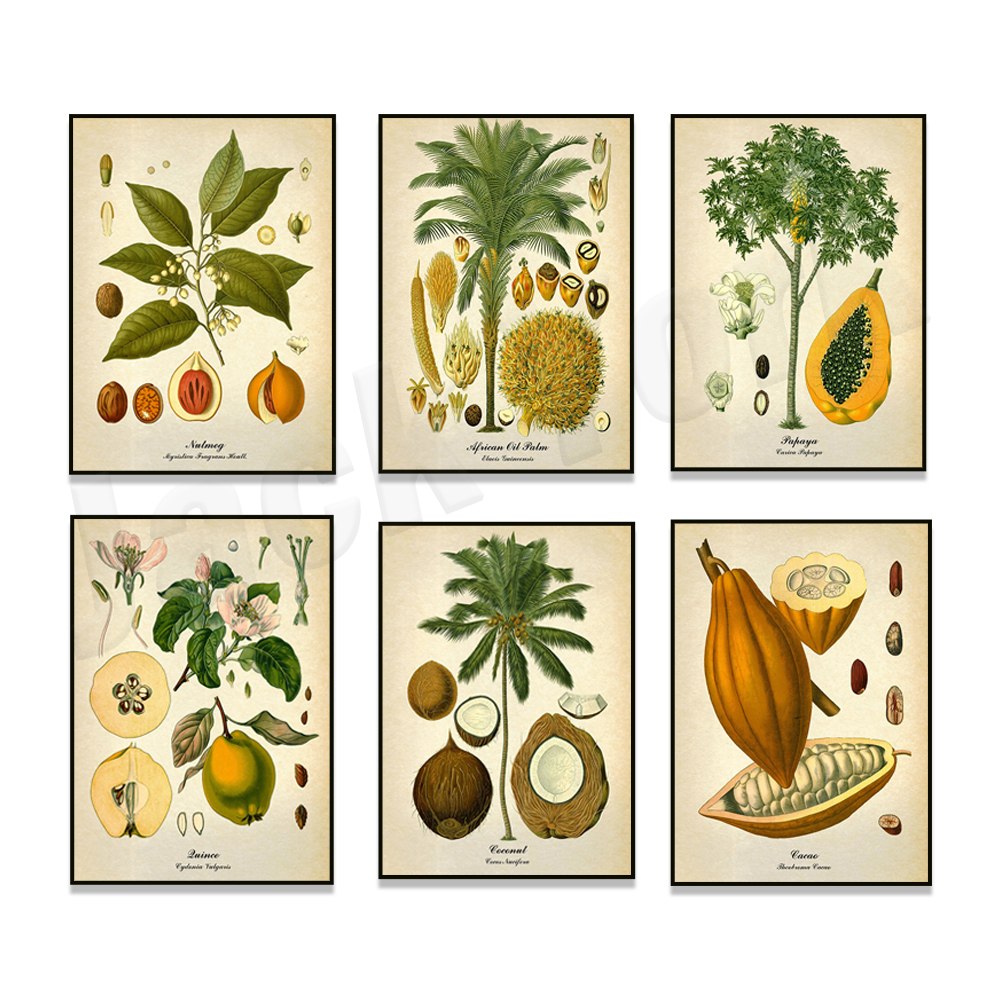 Plant Jackfruit - Vintage botanical poster, palm, coconut, papaya