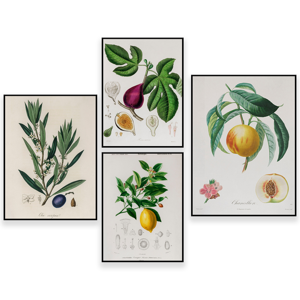 Medical Botany Vintage Illustr – Plant Jackfruit Bewertung und Preis