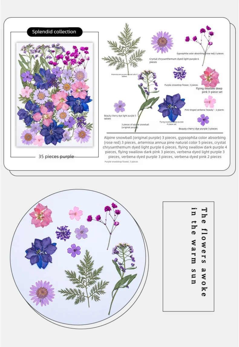 Mixed Dried Flowers, Pressed F – Plant Parent Free Bewertung und Preis