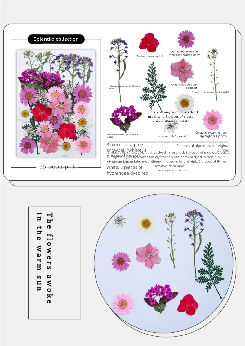 Mixed Dried Flowers, Pressed F – Plant Parent Free Bewertung und Preis