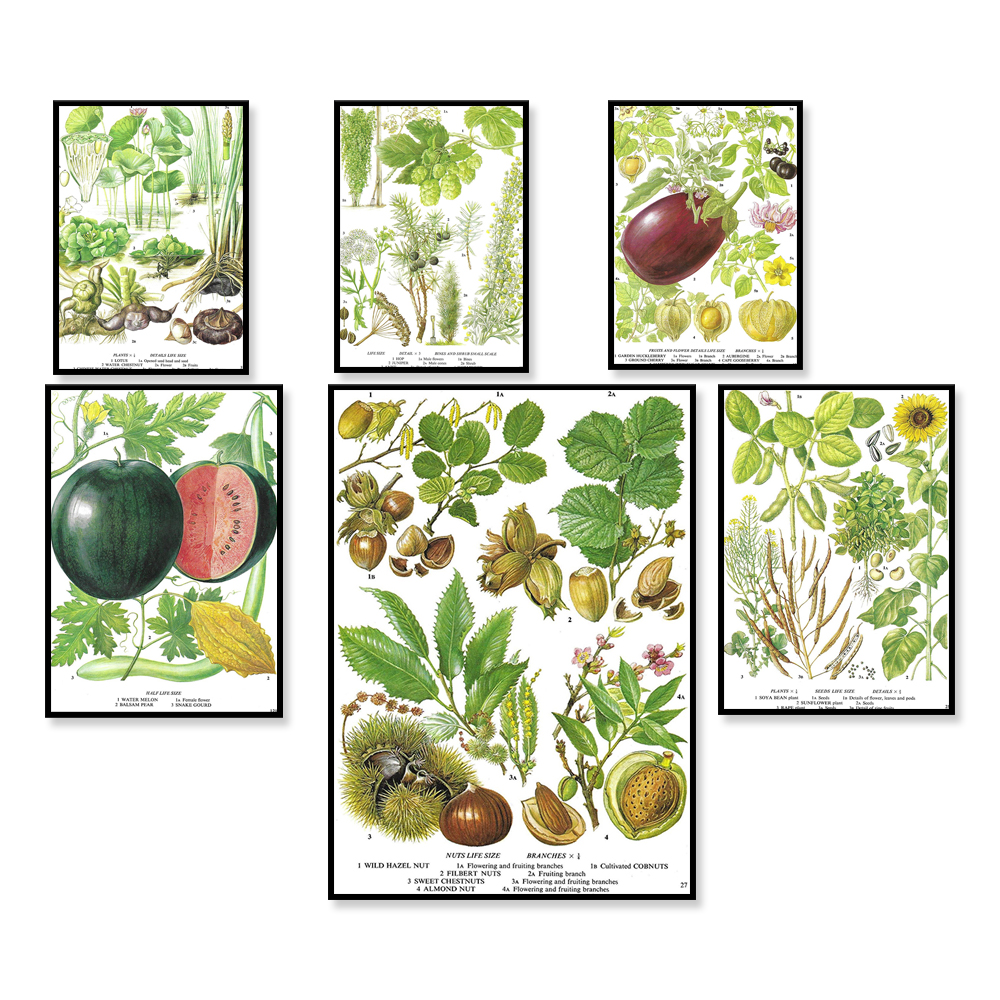 Aubergine, Egg Plant, Gooseber – Plant Jackfruit Bewertung und Preis